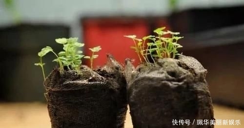 草莓盆栽@摘来的草莓水果还能用来播种,很快就能开花结果