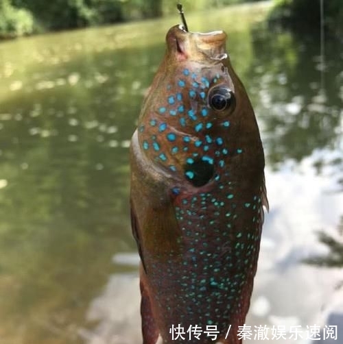  【建议】为了渔获无所不用其极，这3种没底线的钓鱼人，建议你离他远点