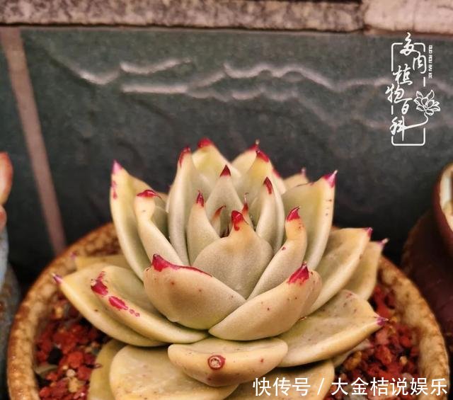  [黄皮乌木]养肉养花要用心，用心呵护，还你精彩每一天！