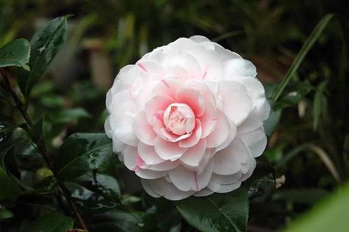  「超级」家里阳台就摆这些花，不愁赏花，清新漂亮，花朵稠密，超级美