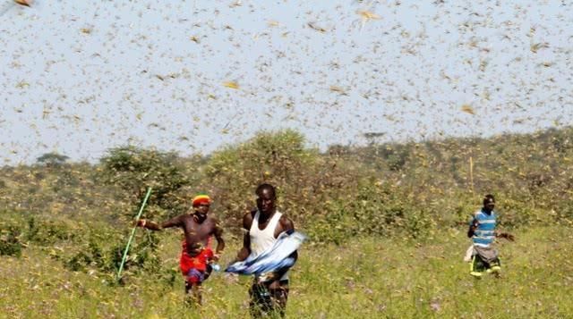 发生|非洲的蝗虫传染病会对我国粮价产生巨大影响吗？
