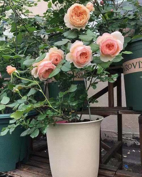  优秀■此花又名“真优秀”，花香浓郁，花色好看，极为好养，几乎零差评
