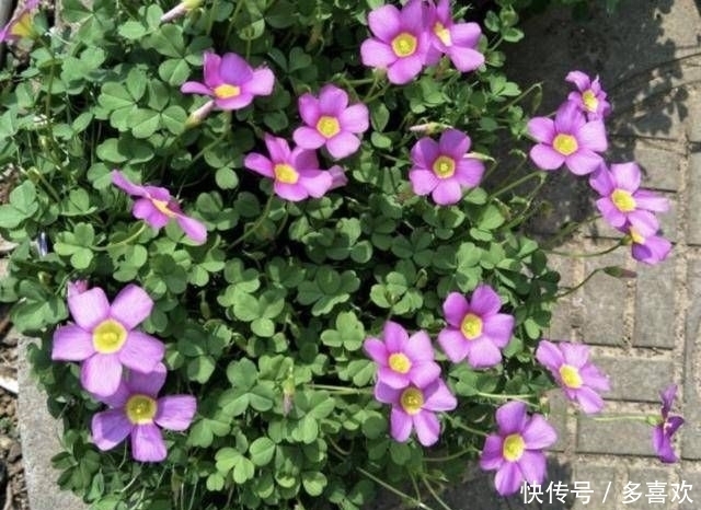  [萝卜]1种野草被称为“酸咪咪”，不仅能开花，还有“萝卜根”，珍贵！