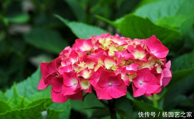 「家里」喜欢在家里养花,就选此3种,颜色丰富四季开花,韵味十足还好养