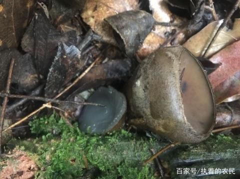  见到：这种野生物，以前农民见到就踩踏，如今却很重视，因为真