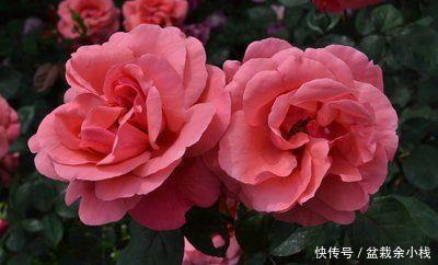 『春天』春天就养“5种花”,扔土里就能开花,好养又漂亮,开成百花园!