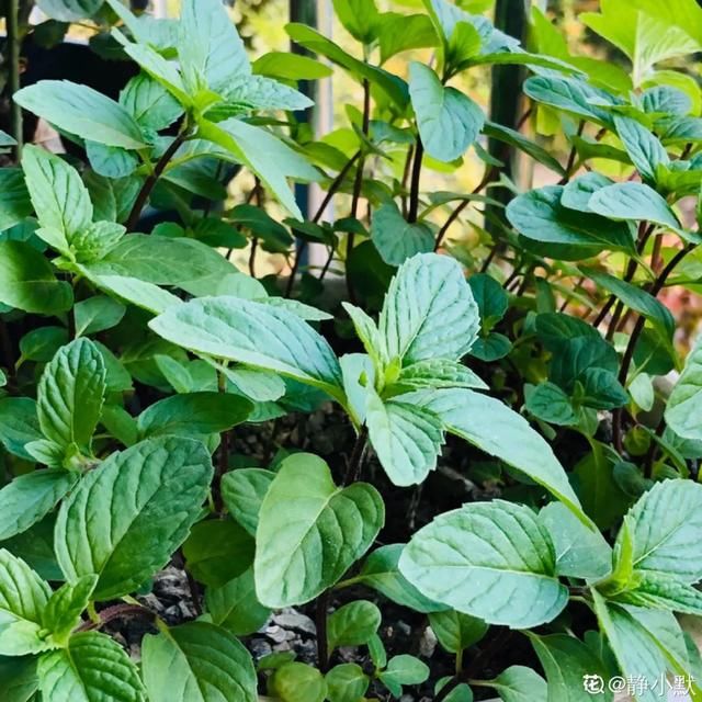 『薄荷的叶片』薄荷养厨房,掐一把就能做菜吃,越晒太阳越爆盆!