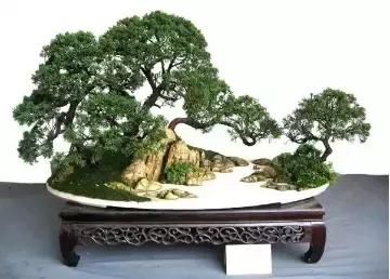 盆景展 ,美美美 !