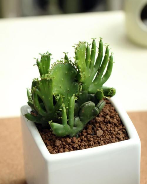  『技术』花卉种植技术：小巧可爱的多肉植物彭珊瑚养殖方法！