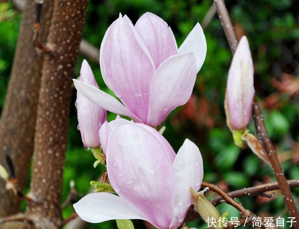 木兰花|此花是代表了高尚灵魂的花,是对一个人最高的称赞