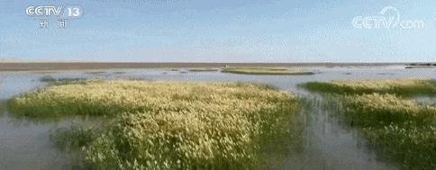敦煌沙漠现5平方公里湖泊,干涸近300年的哈拉奇又回来了