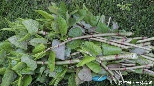  碰到■有危害的1种“野草”，人称“日本虎杖”，根茎发达，碰到请铲除