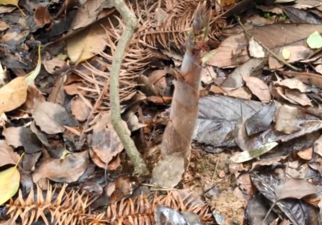  #农民#农村一种罕见的黑色竹子，竹笋珍贵农民不得吃，一般人真