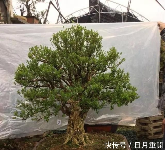 #南方#10年前一盆上万,10年后一盆十块,烂大街的黄杨,被玩坏的盆景
