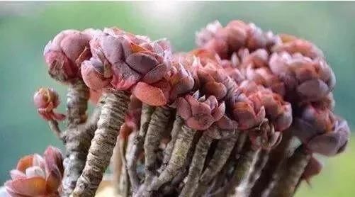  #观自#多年珍藏的生石花群生多肉，请欣赏！多肉植物说昨天观自在