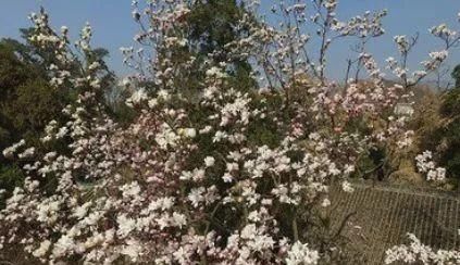  树木@被农民当成柴火烧的树木，价值超人参虫草，是农民眼中的救命树