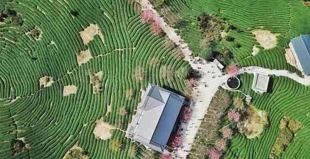  圣地■大陆阿里山，中国最美赏樱圣地，堪比日本樱花，游客慕名而来