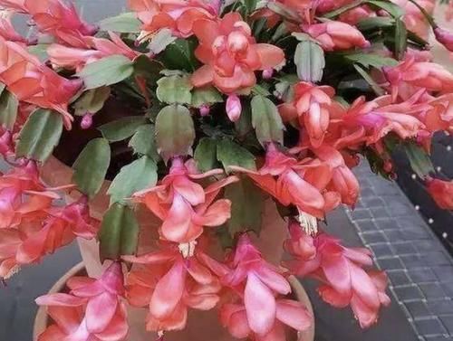 「观赏价值」蟹爪兰养到开花40朵,绿萝长到“1米长”,用上“技巧”,你也行