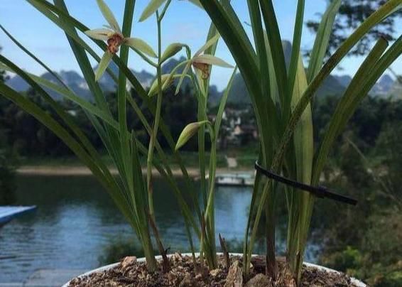  油烟机：生活中的垃圾,简单一处理来养花,让植物越长越旺!