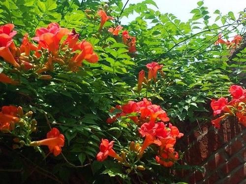  『棕色』凌霄翠叶团团如盖，花大色艳，繁花艳彩