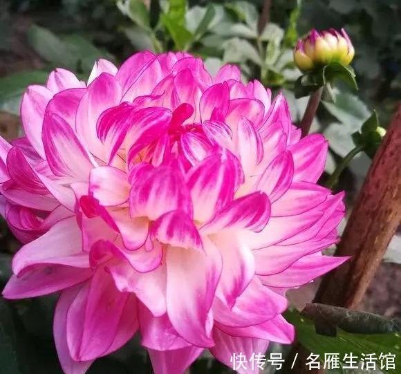  『花开』大丽花真美，花开100朵，一开大半年！