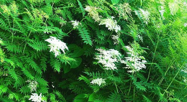  #珍珠梅#繁殖花蕾强壮、花瓣肥大的珍珠梅，这才是正确的选择