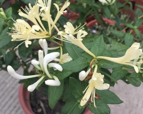 【养护】在家盆栽“金银花”,等到5月份会开花,散发出“香味”,好闻!