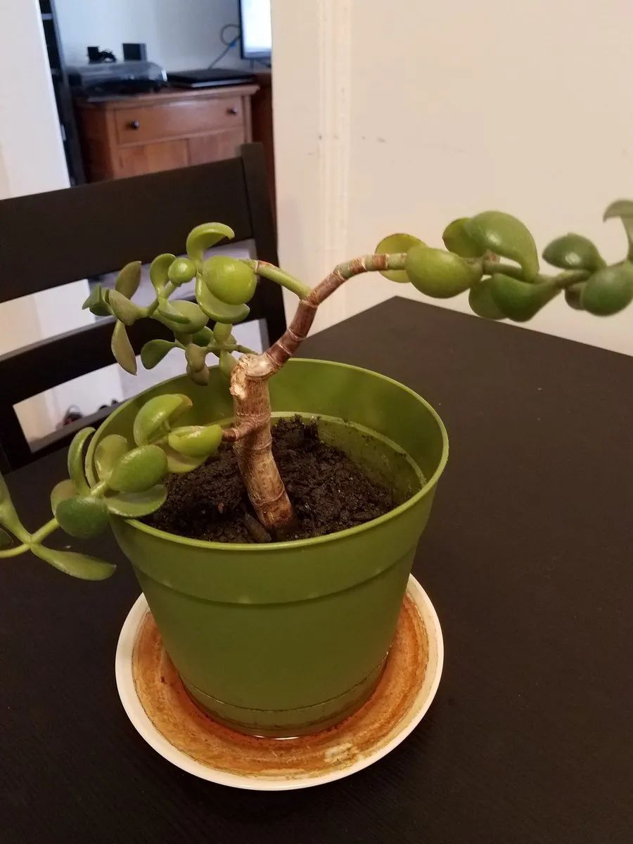  [肉质型]玉树的茎叶开始低垂，可能就是这几种原因引起的，看都怎么解决