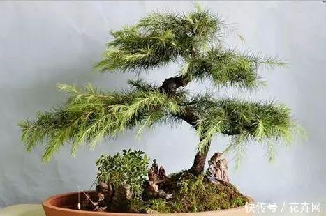 这种盆景在西藏常见，宏伟壮观，这便是“雪松盆景”！