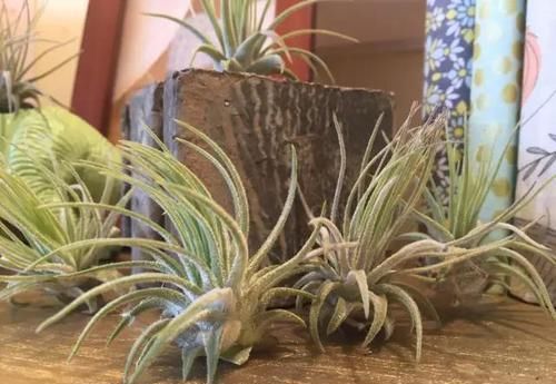  附生植物：植物能“自由”成什么样？教你几种“不要土”的附生植物...