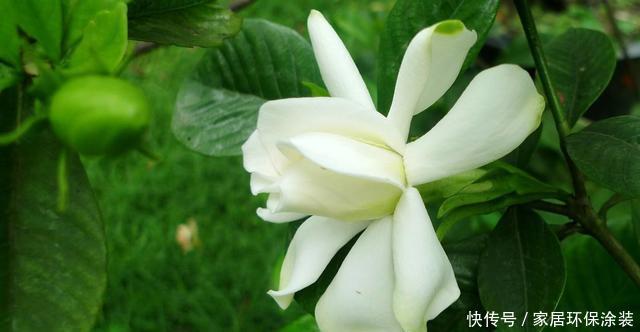  #花开花#想要这3种花开花爆盆，4月必须多施肥，不然就晚了