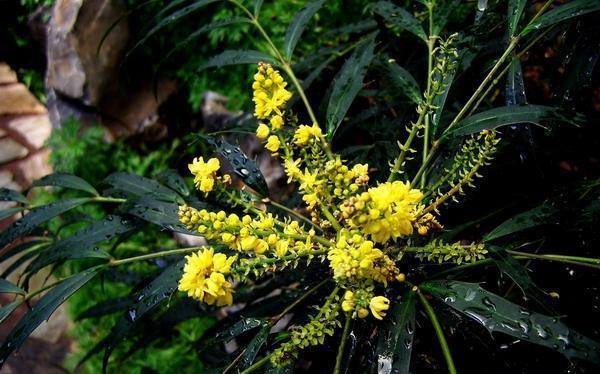  「感冒」这种“花”对人有“大功劳”，花朵一串串，是小感冒、痢疾大克星
