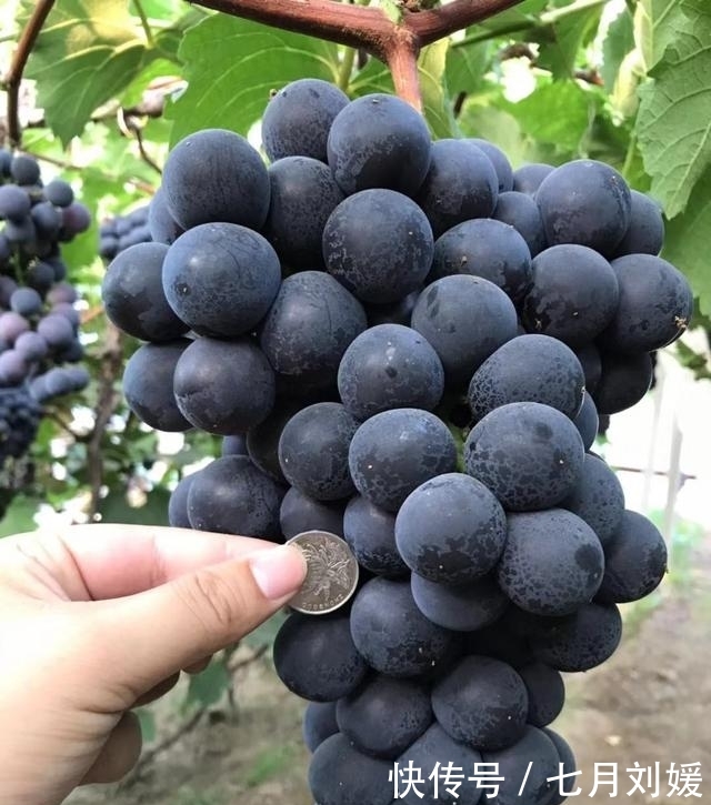 九月来鲅鱼圈旅游，吃地道的本海海鲜，吃地道的熊岳巨峰葡萄