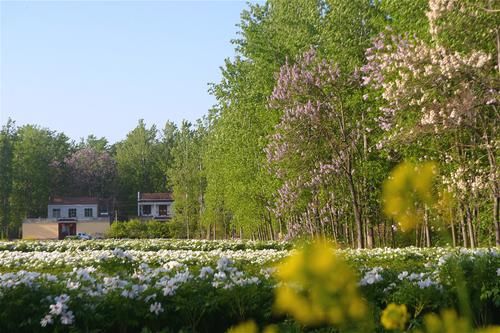  【远销】农村有种植物曾远销全国各地，今烂市无人问津，种植户