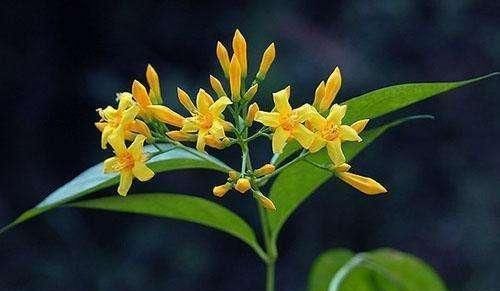  【毒植物】这东西，人称“断肠草”，山中常见，价值珍贵却有毒，遇见别乱碰