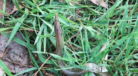  #稻田#在农村，刀鳅鱼以前多没人吃，现在少能卖到60元一斤