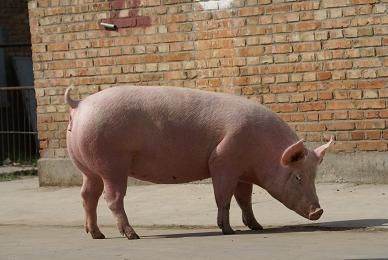 宜兴一29岁女子网络散布猪瘟疫情,被警方依法抓获