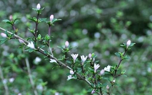  「观赏价值」农村人称“白马骨”的野草，全身是宝，对风湿有良效