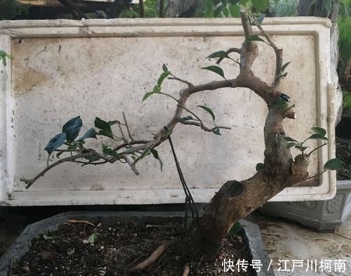  效果图■只要狠心，没有改造不了的三角梅盆景，看到效果图后太喜欢