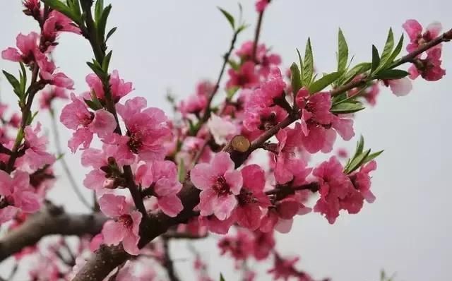 满园桃花开，宛若仙境，醉人之美！