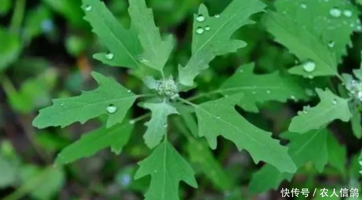 农村有3种野菜营养价值高，第1种打雷后才出现，你们吃过几种？
