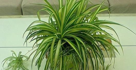  耗土|这“3种花”最耗土，一年吃“3斤”，白根挤不下，小崽爆满盆！