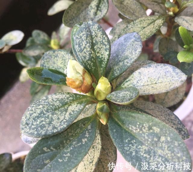  【终于】杜鹃花终于变成了自己讨厌的样子，杜鹃花还有翻盘盛花的机会吗？