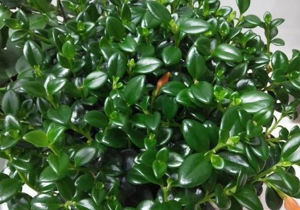  『溶液』养殖花草需''水溶肥''？不要再花钱买了，用它们就能轻松制成