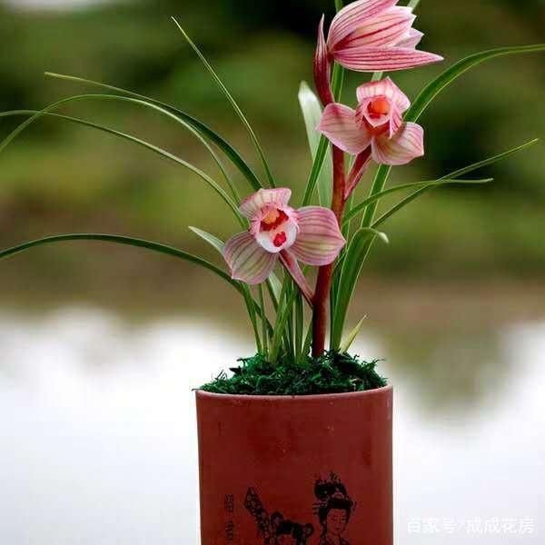  『多瓣奇花』养“兰花”首先这3种，好养“价低”，花型奇特，清香宜人