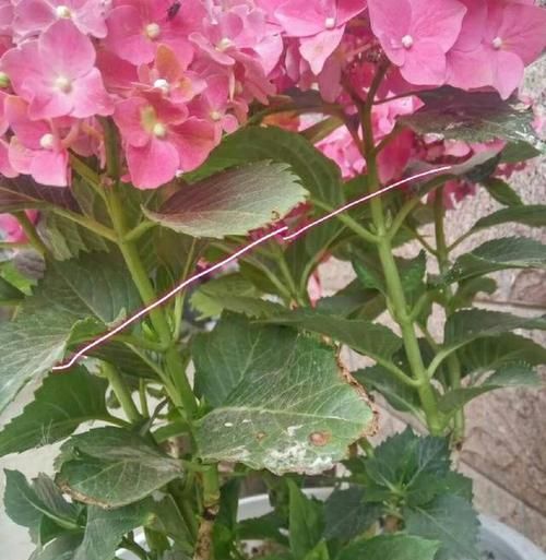  「绣球花的花」绣球花谢花后如何修剪，很多人一直剪错了，非常精辟的修剪方法