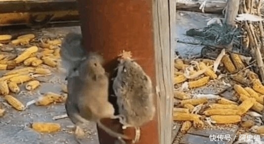 大爷收割的玉米总被老鼠偷吃，想出个办法，结果不淡定了