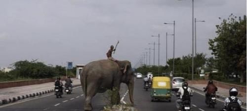 为何印度面积连中国一半都没有, 但公路里程数却比中国还多?
