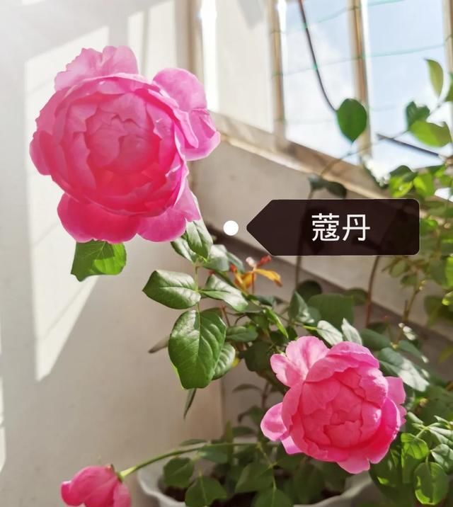  『丰花性好』狼家自育的表现到底如何，戳进来看看花友们的大实话