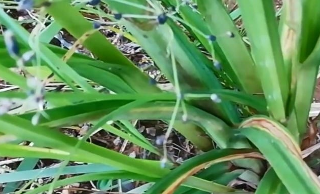  田间：一种田间地头常见的野草，种子长得像稻米，却是“排石”